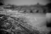 Foto di Domenico Savi - Il Parco degli Acquedotti