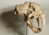 Homo Sapiens  La grande storia della diversità umana