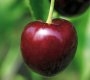 Ciliegie - Cherries Ciliegie - Cherries