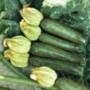 ZUCCHINE DA AGRICOLTURA SECONDO LOTTA INTEGRATA ZUCCHINE DA AGRICOLTURA SECONDO LOTTA INTEGRATA