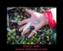 OLIO EXTRAVERGINE DI OLIVA - FARFA - SABINA DISPONIBILE OLIO EXTRAVERGINE DI OLIVA - FARFA - SABINA DISPONIBILE