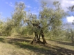 Azienda Agricola Mei Fabrizio Azienda Agricola Mei Fabrizio
